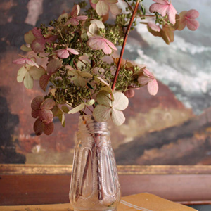 Roze droogbloem hortensia