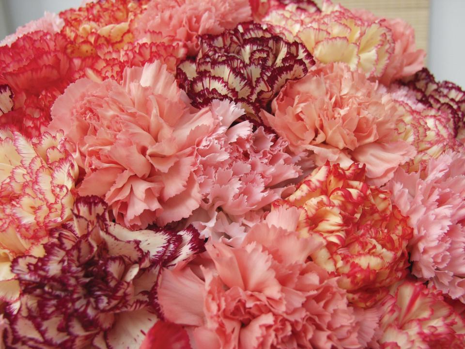 Lajoiedesfleurs.fr Un autre œil sur l’œillet ! Lajoiedesfleurs.fr œillet fleur chaleur tie and dye été