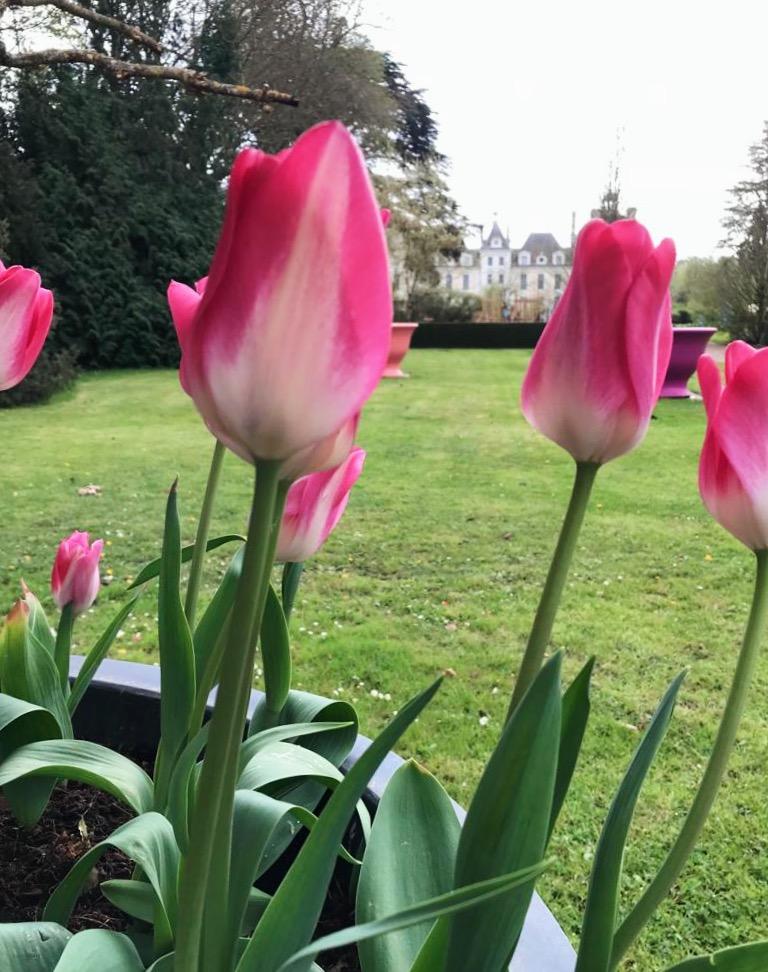 Tulipe chateau de Cheverny _Lajoiedesfleurs