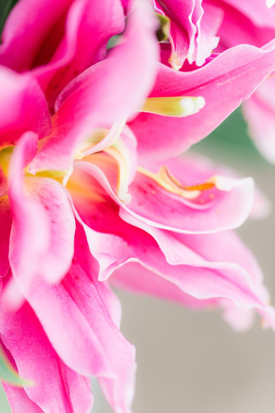 roze lelie | gegolfde bladeren lelie