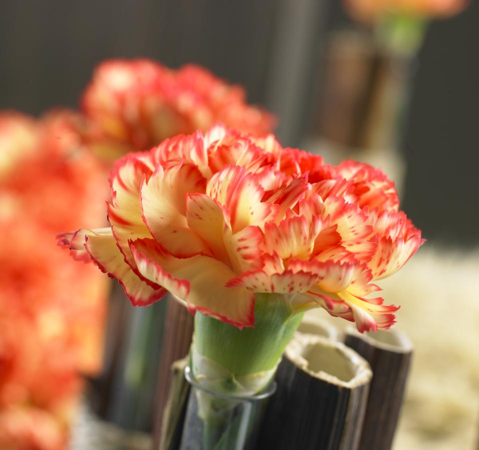 lajoiedesfleurs.fr un autre oeil sur l'oeillet lajoiedesfleurs.fr oeillet carnation bicolor