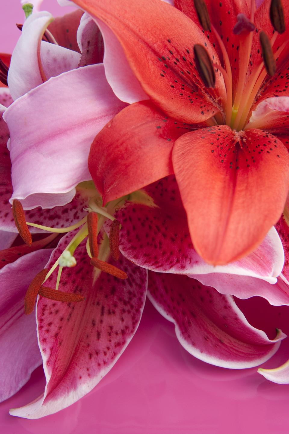 www.lajoiedesfleurs.fr le lys c'est exotique www.lajoiedesfleurs.fr lys exotique etonnant