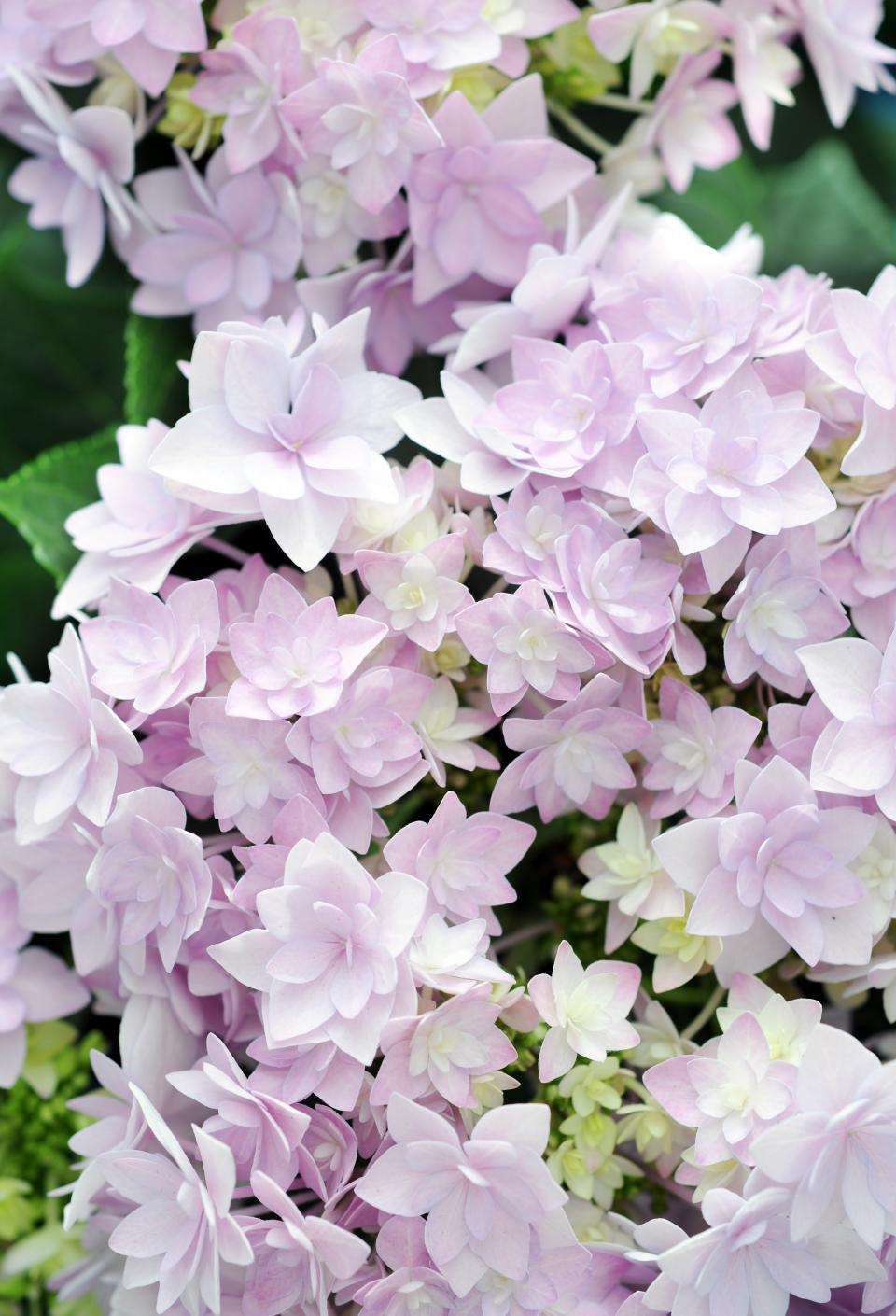 lajoiedesfleurs.fr C’est l’été, l’hortensia colore les rues de paris ! lajoiedesfleurs.fr art street hortensia artensia