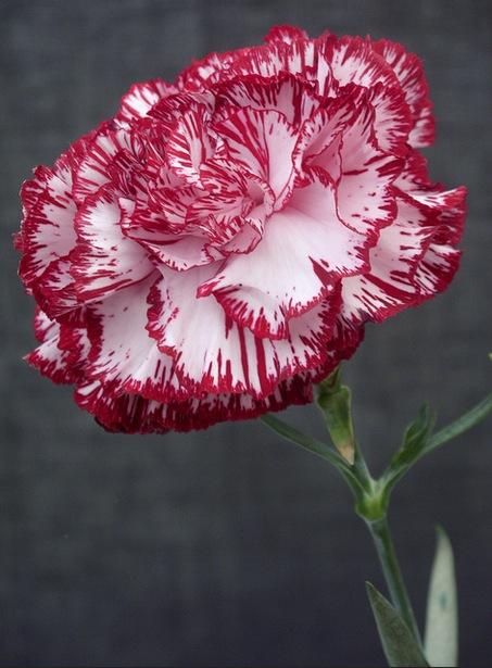 lajoiedesfleurs.fr lajoiedesfleurs.fr oeillet carnation flower tie and dye