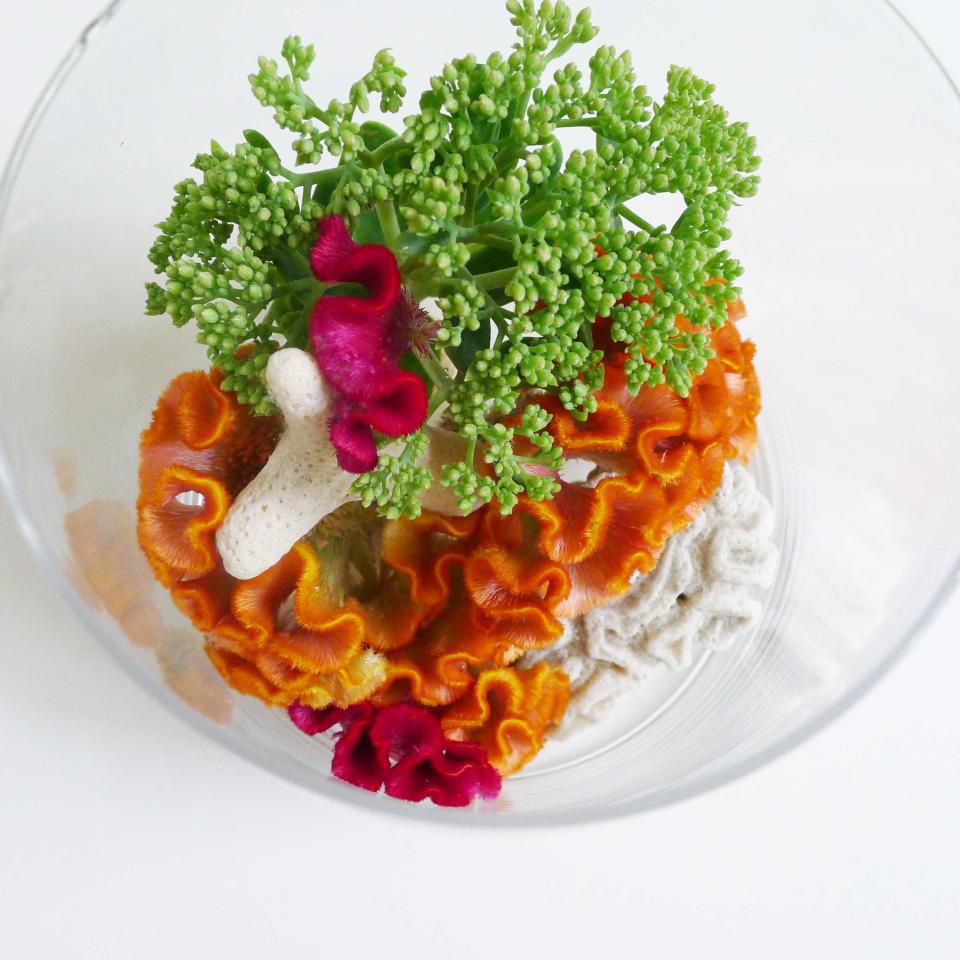 lajoiedesfleurs.fr la celosie fleur marine lajoiedesfleurs.fr celosie ete idee deco