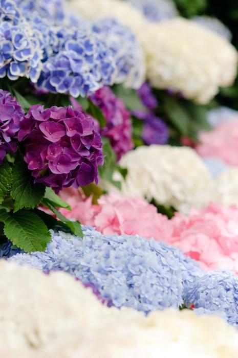 lajoiedesfleurs C’est l’été, l’hortensia colore les rues de paris ! lajoiedesfleurs artensia art hortensia street