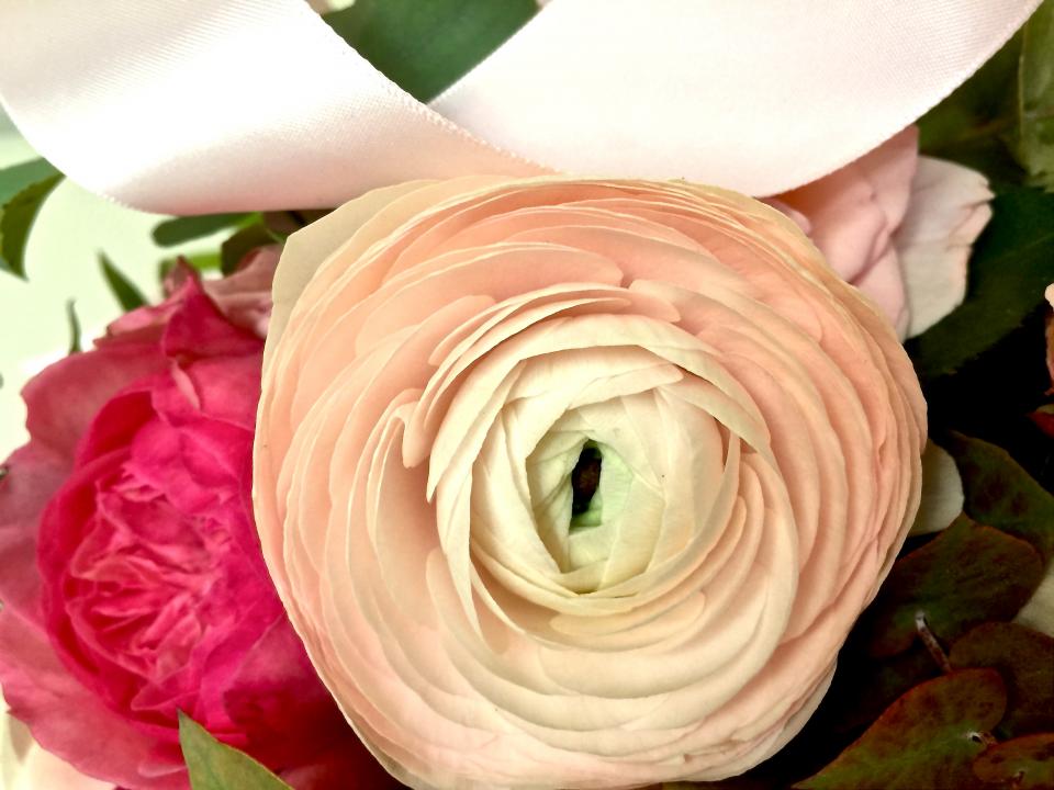 Renoncules et ruban lajoiedesfleurs.fr Renoncules et ruban