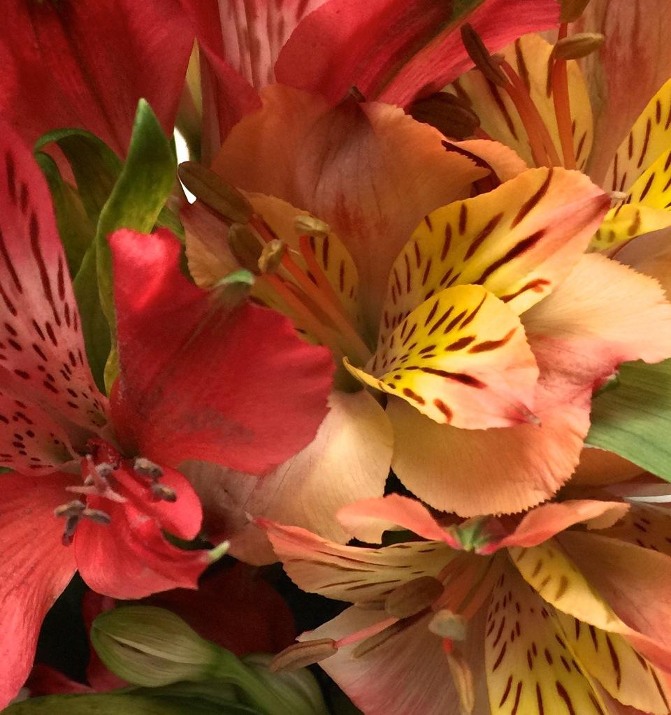 lajoiedesfleurs.fr alstroemeria pantone fleur couleur