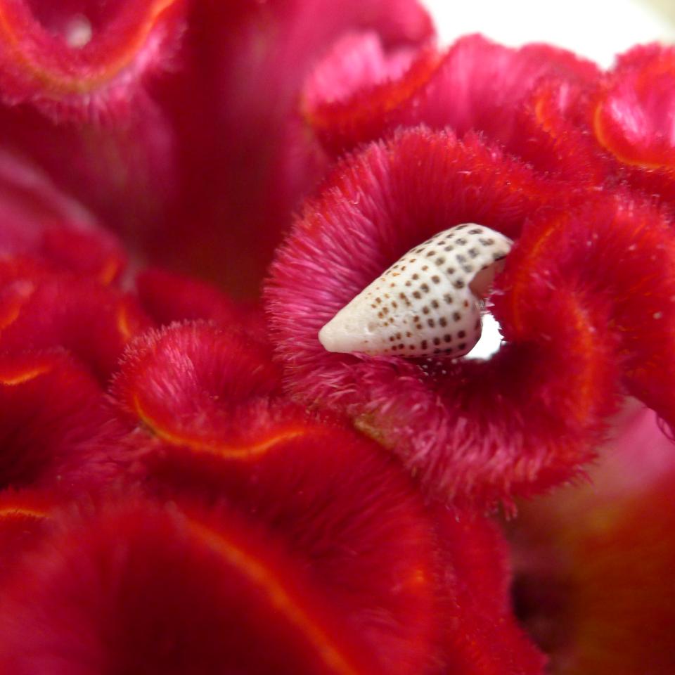 lajoiedesfleurs.fr la celosie fleur marine lajoiedesfleurs.fr celosie ete idee deco