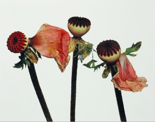 lajoiedesfleurs Le Luxe des Fleurs lajoiedesfleurs.fr Le Luxe des Fleurs italie fleurs art