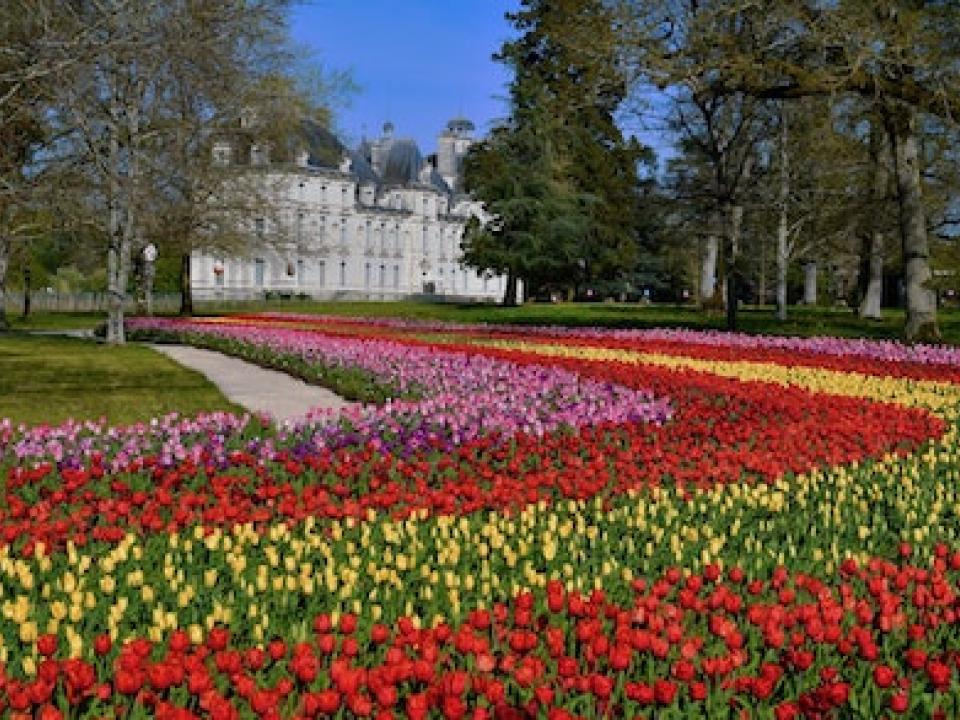 Ruban de tulipes au château de Cheverny _Lajoiedesfleurs