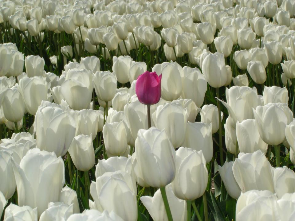 lajoiedesfleurs.fr tulipe