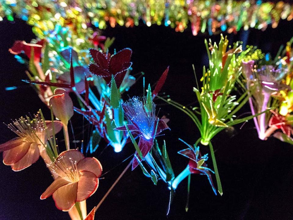 lajoiedesfleurs.fr Les fleurs lumineuses lajoiedesfleurs.fr Les fleurs lumineuses
