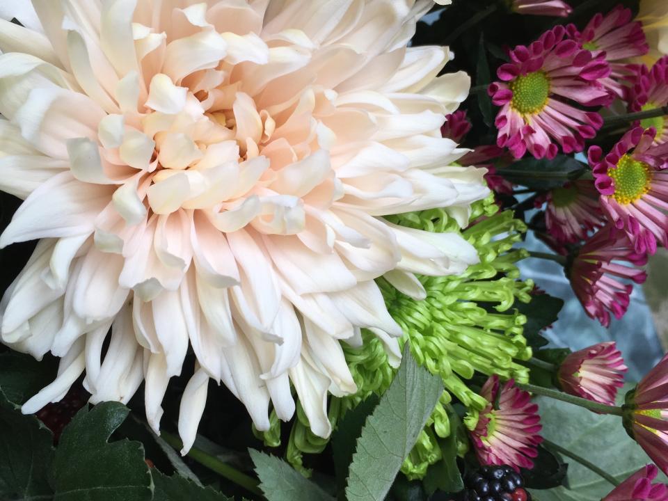 lajoiedesfleurs.fr Des chrysanthèmes divins ! lajoiedesfleurs.fr Chrysanthèmes, bouquet, automne, beauté, pétales, porcelaine, fleurs préférées, couleurs, joyeux