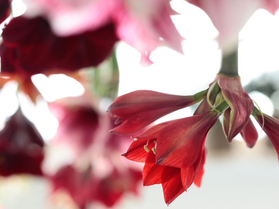 De amaryllis en de kersttafel Kersttafel Amaryllis