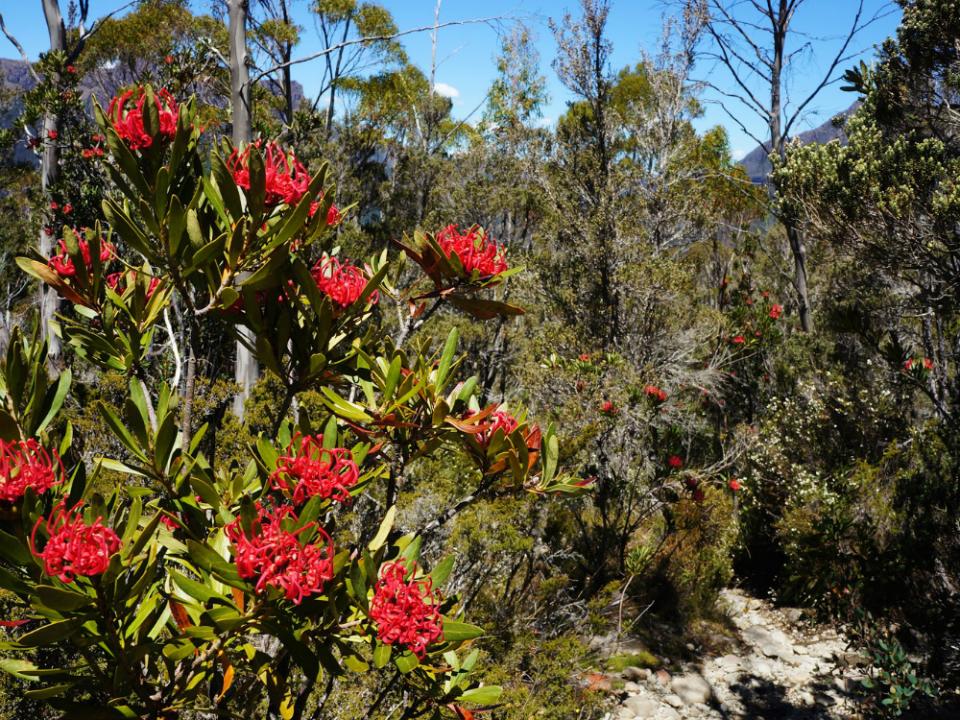 Overland Track Lajoiedesfleurs.fr