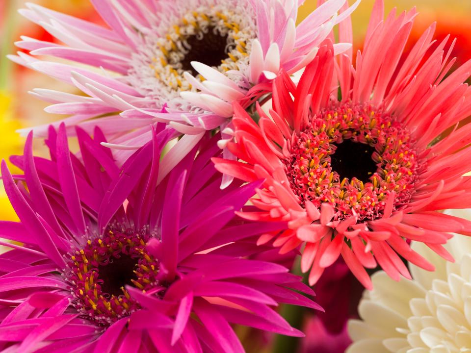 Mooiwatbloemendoen Gerbera Mooiwatbloemendoen Gerbera