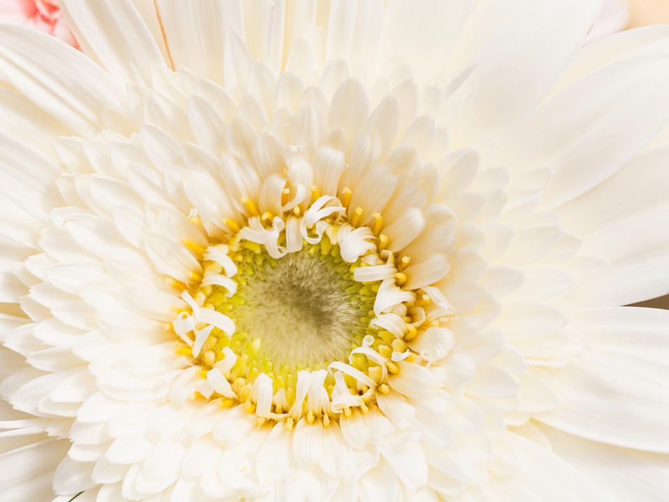 Mooiwatbloemendoen Gerbera Mooiwatbloemendoen Gerbera