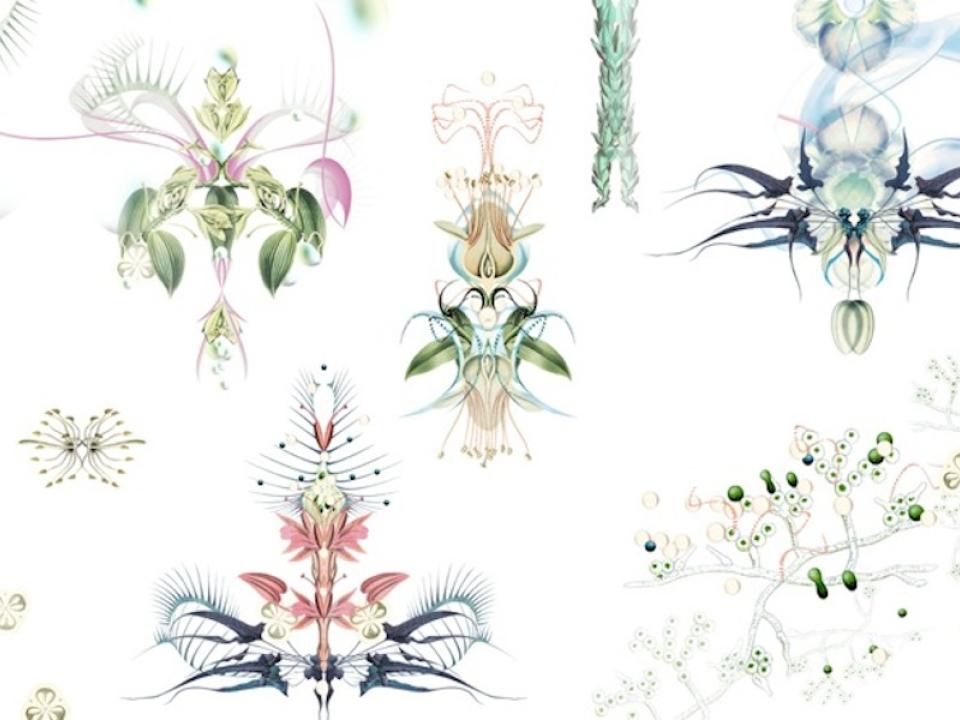 lajoiedesfleurs.fr Un herbier pop lajoiedesfleurs.fr herbier, pop, beau, fleurs, Bozka, orchidée, botanique,illustration