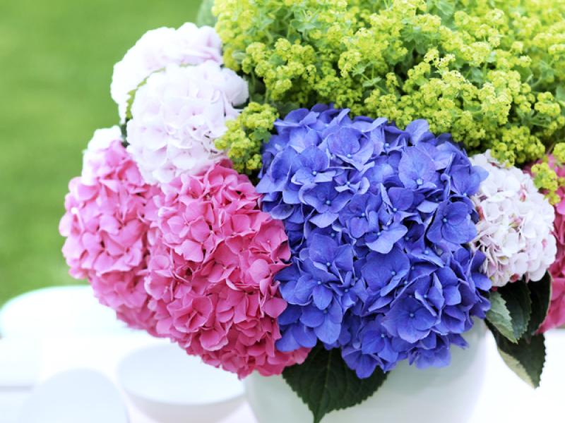 Stylingtips voor de hortensia