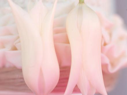 lajoiedesfleurs.fr tulipe