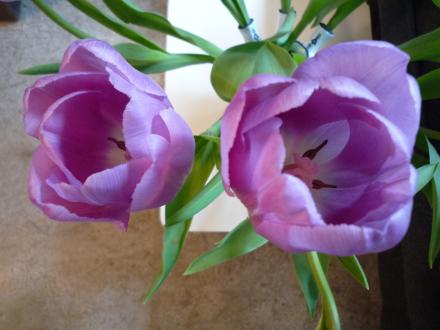lajoiedesfleurs.fr tulipe tulipere