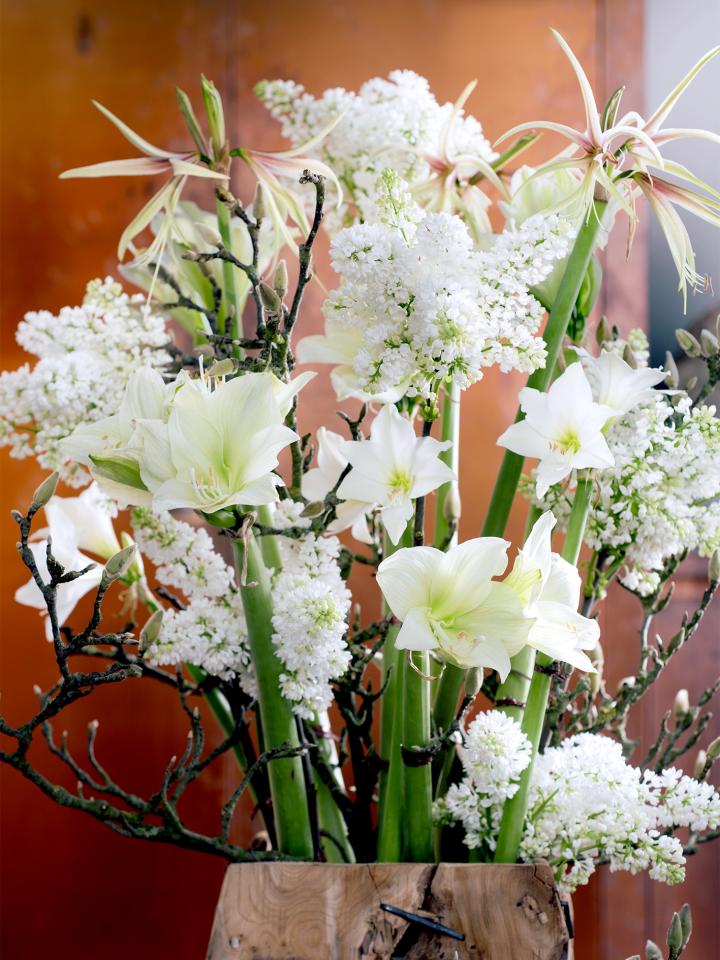 Een ‘witte kerst; met de amaryllis Een ‘witte kerst; met de amaryllis