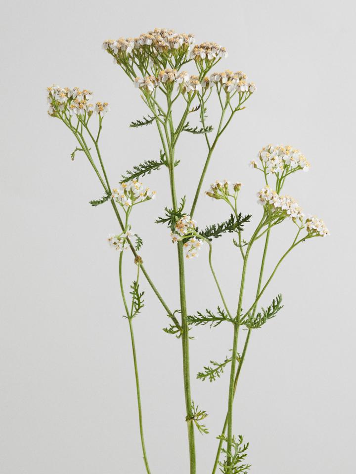 Achillea Mooiwatbloemendoen.nl