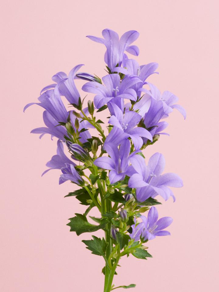 campanula | klokje | mooiwatbloemendoen