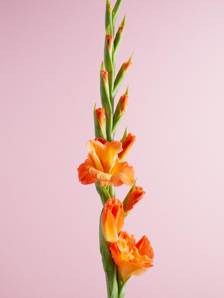 Tout savoir sur le glaieul varietes soins symbolique et origine La joie des fleurs