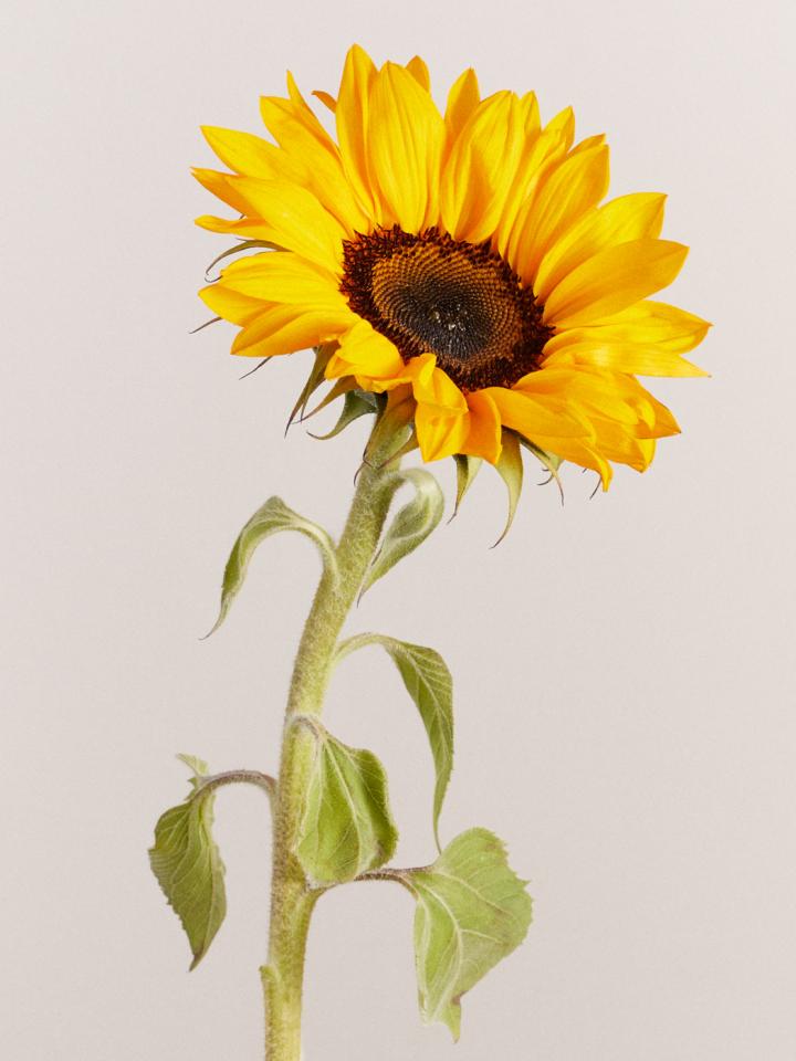 Tournesol  La joie des fleurs