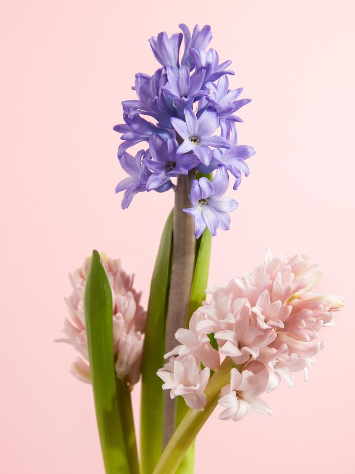 hyacint | mooiwatbloemendoen