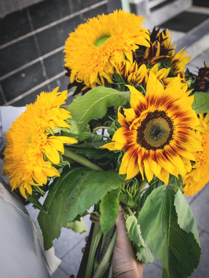 zonnebloemen | soorten helianthus | zomerbloem