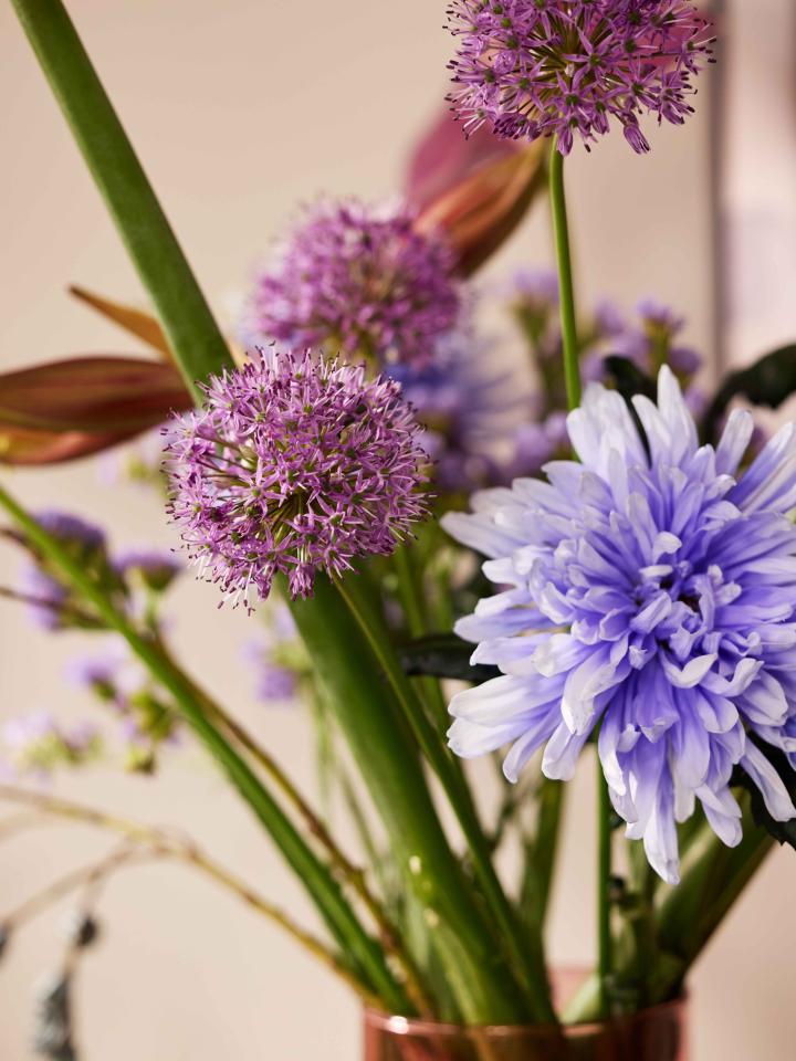 close up paarse bloemen | allium | chrysant