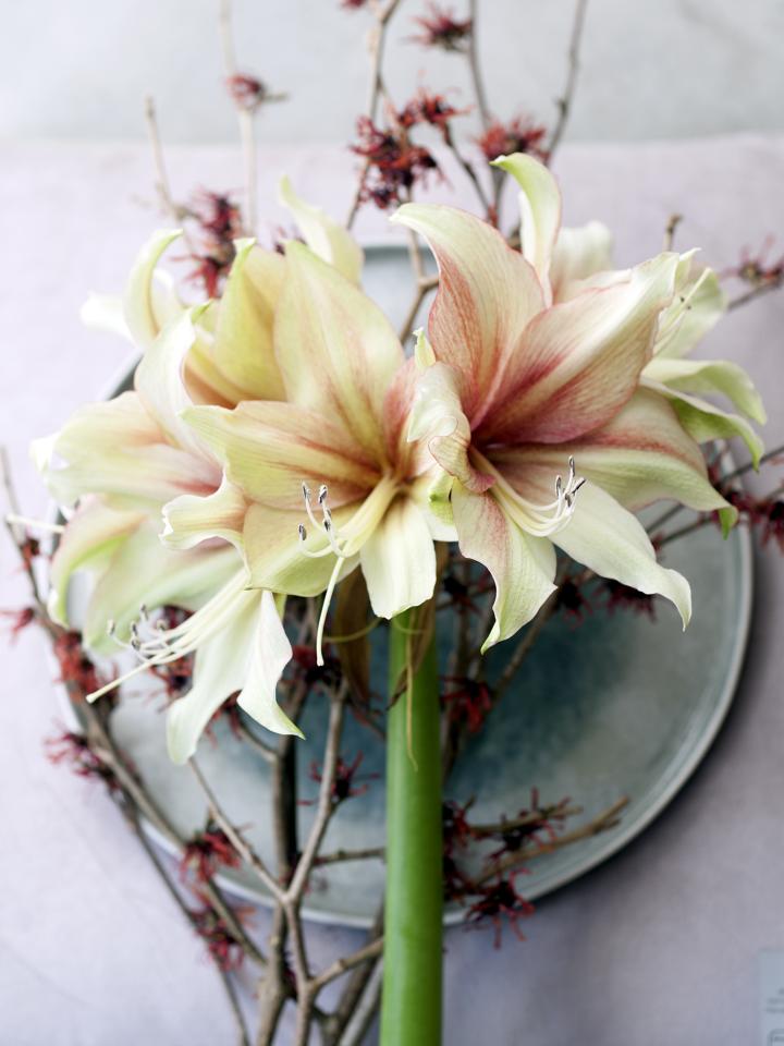 De ‘eenvoudige’ amaryllis