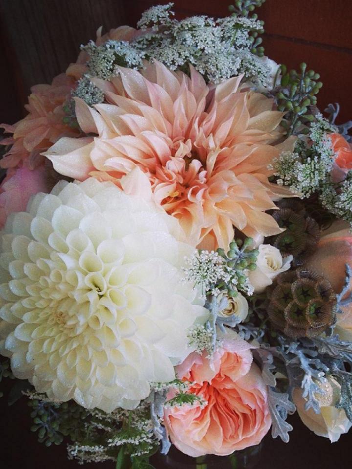 lajoiedesfleurs.fr Un Café Au Lait ? lajoiedesfleurs.fr Dahlia, garçon, lait, fleur, chic, jardins, tendances, anglais, américain, france, crème