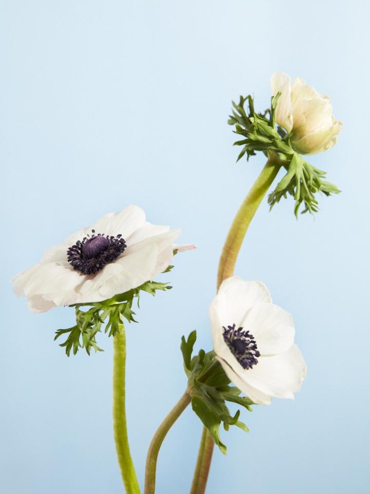 Anémone | La joie des fleurs