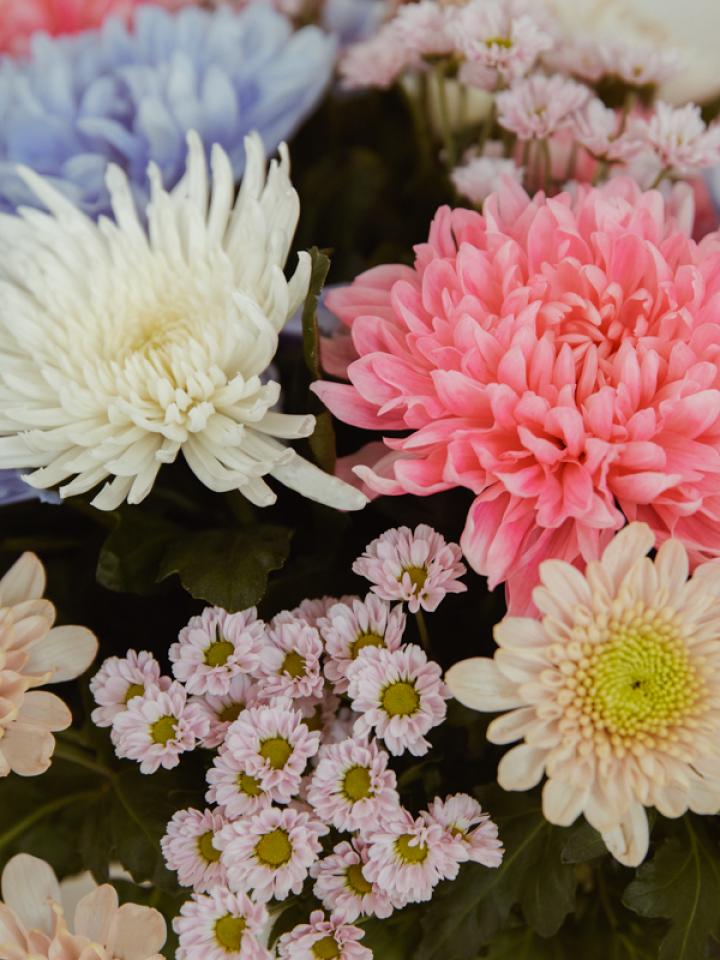 Friendly and uplifting chrysanthemum colours - Funnyhowflowersdothat.co.uk