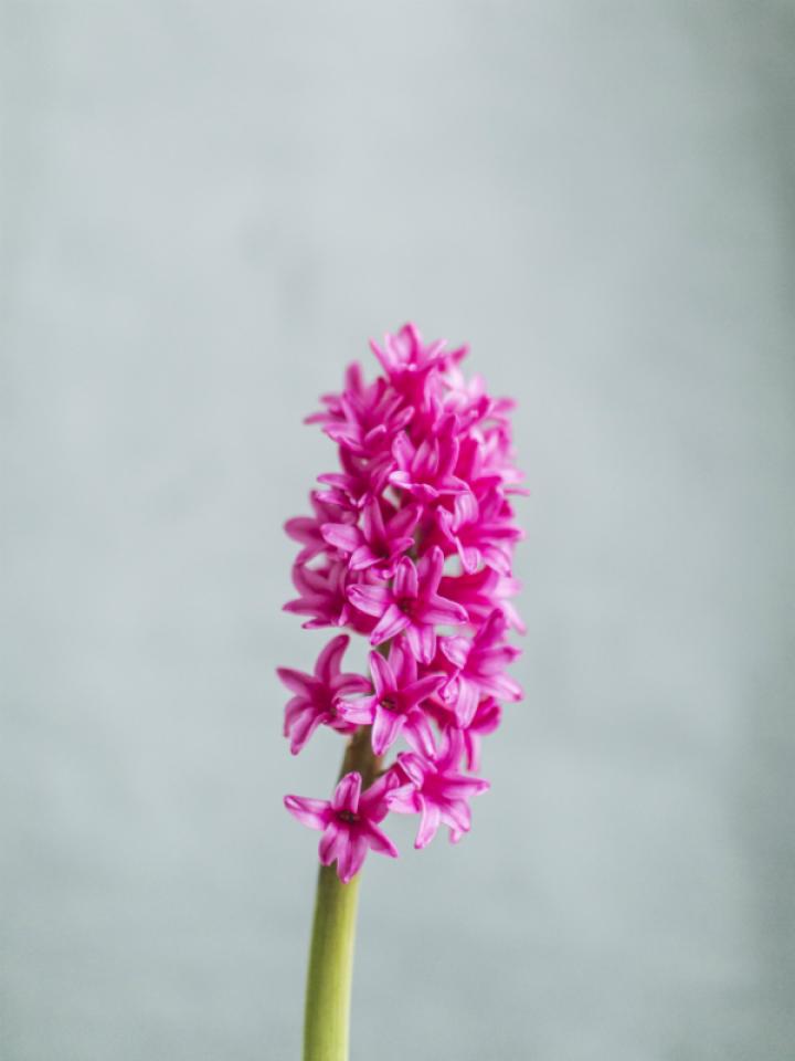 Hyacinth Funnyhowflowersdothat.co.uk
