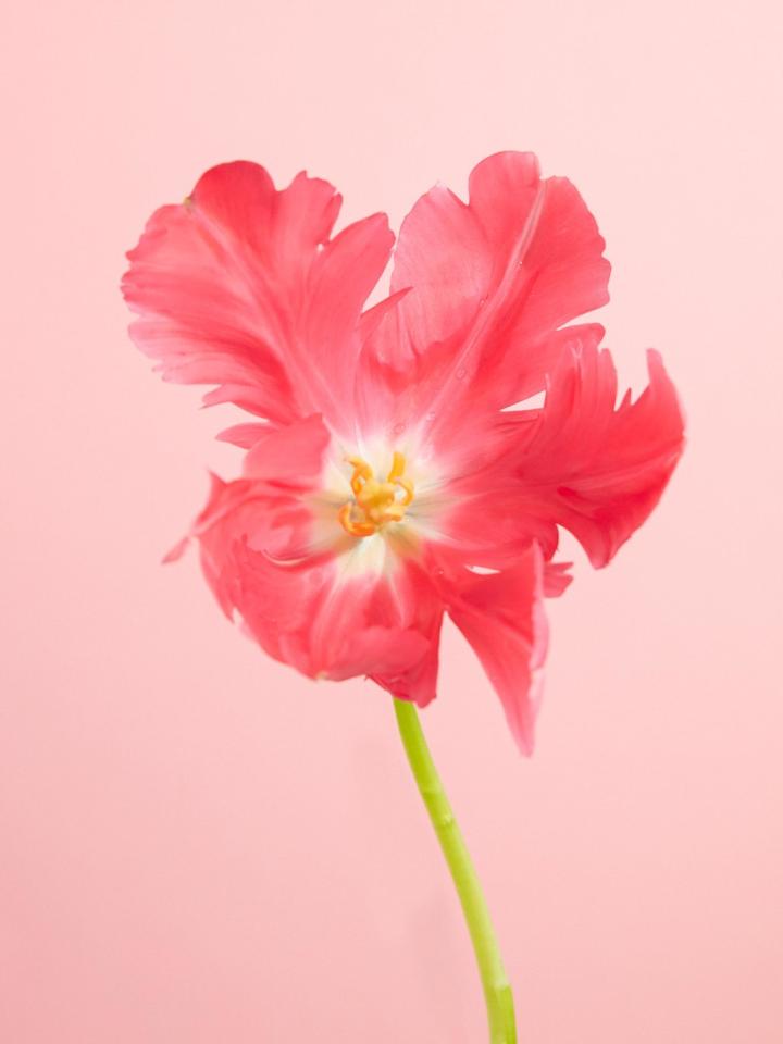 Tulipe | La joie des fleurs