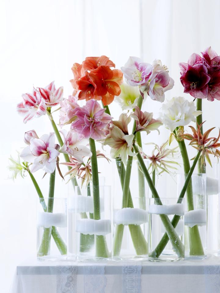 L’amaryllis existe dans de nombreuses formes et couleurs