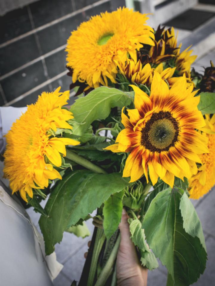 Le tournesol sous ses formes les plus spéciales Lajoiedesfleurs.fr