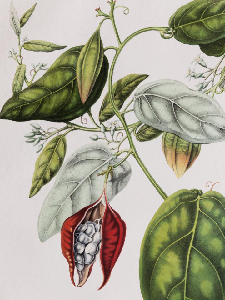 Botanische prints aan de muur Mooiwatbloemendoen.nl