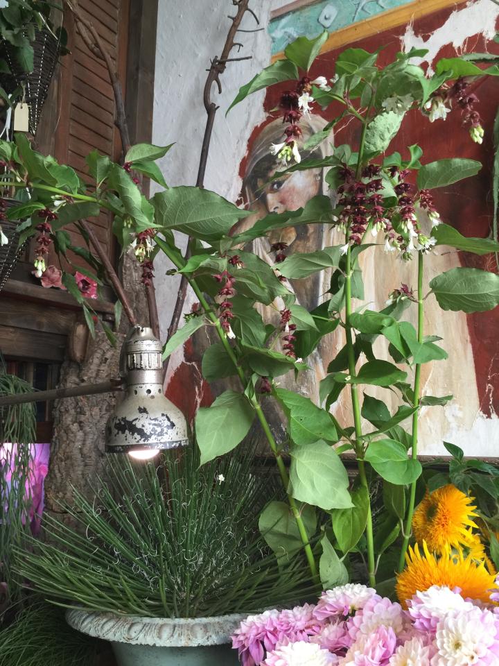 lajoiedesfleurs.fr La Cabane De Tom lajoiedesfleurs.fr fleuriste, quartier, paris, boutique, fleurs, jardin, secret, plante, beauté
