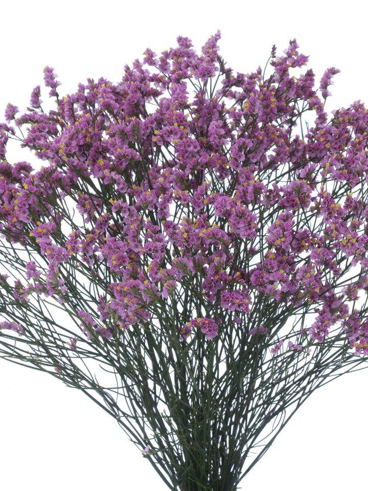 Limonium &quot;princess&quot; par HilverdaKooij