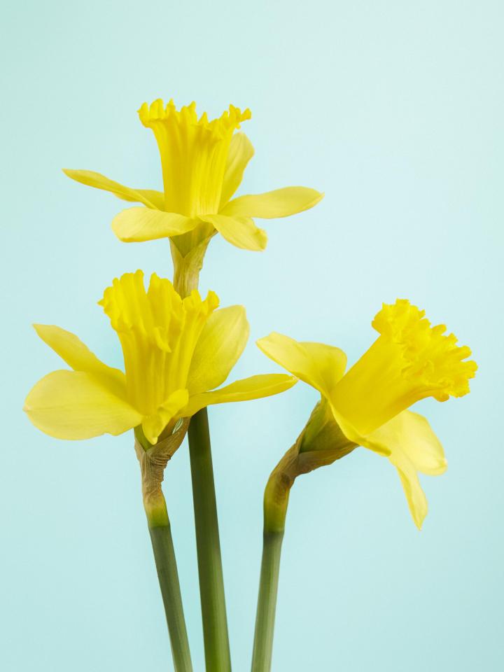 Narcisse | La joie des fleurs