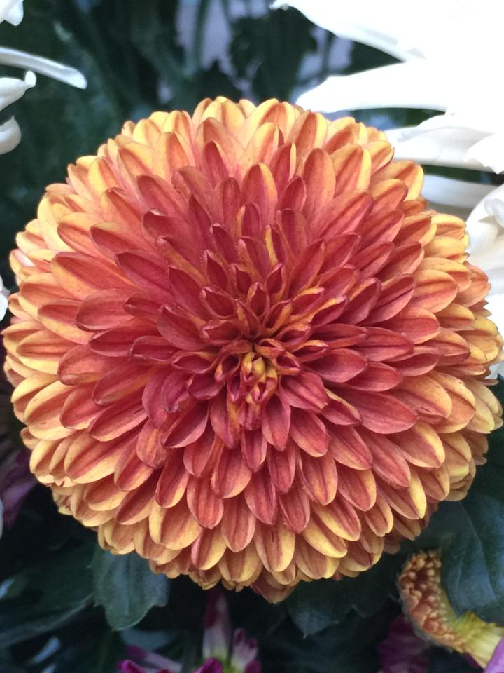 lajoiedesfleurs.fr Chrysanthèmes, bouquet, automne, beauté, pétales, porcelaine, fleurs préférées, couleurs, joyeux