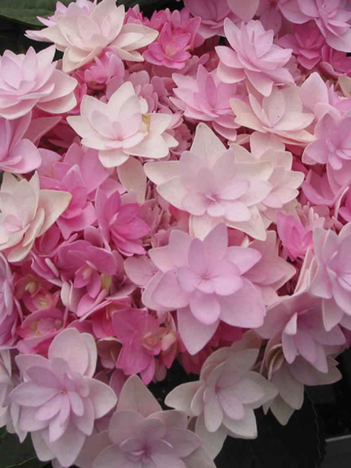 lajoiedesfleurs.fr Les p’tits papiers lajoiedesfleurs.fr fleurs papier pliage loisirs