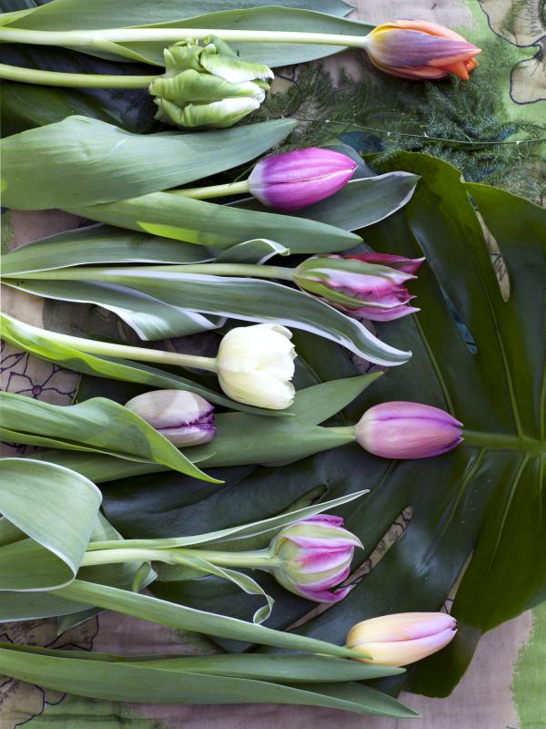 lajoiedesfleurs.fr tulipe