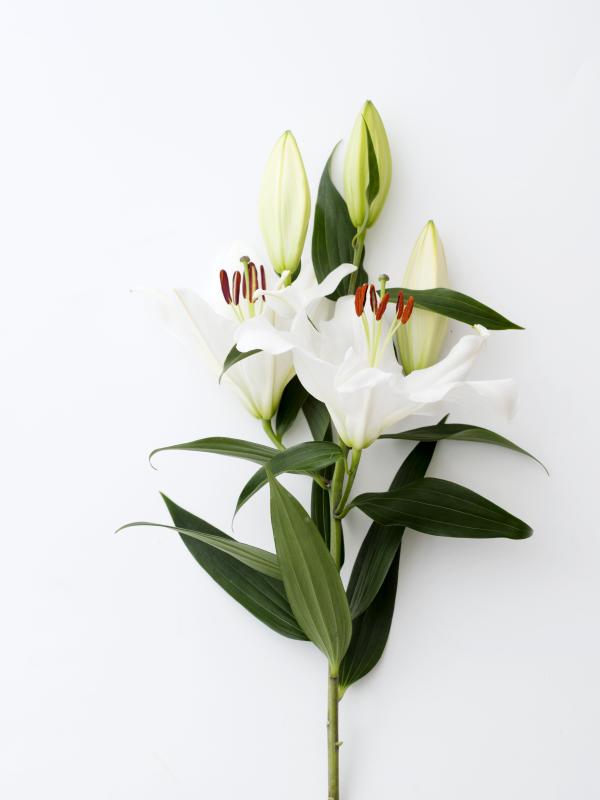 Le lys : une fleur extraordinaire qui déborde de significations symboliques  | La joie des fleurs
